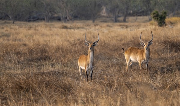 Letschwe or lychee moor antelope (Kobus leche), two animals in dry grass in the evening light, Okavango Delta, Moremi Game Reserve, Botswana