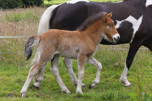 Icelandic horses (Equus islandicus), foal running next to mare in a meadow, colt, animal child, Schleswig-Holstein, Germany