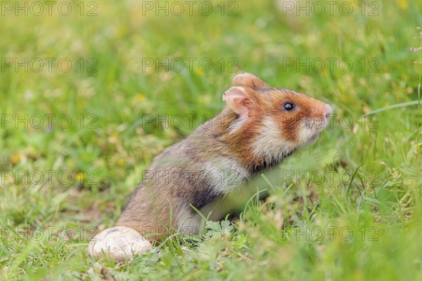 A European hamster (Cricetus cricetus) leaves his burrow