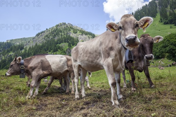 Cattle on the hiking trail in Dietersbachtal between Gerstruben and Dietersbachalpe, near Oberstdorf, Allgäu Alps, Oberallgäu, Allgäu, Bavaria, Germany