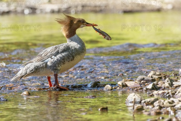 Common merganser (mergus merganser), Female catching a fish, La Mauricie national park. Province of Quebec, Canada