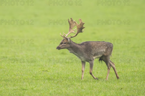 European fallow deer (dama dama) buck on a meadow in autumn, Bavaria, Germany