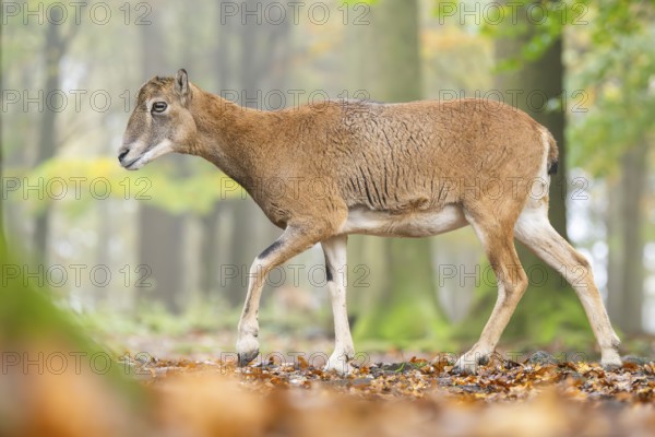 European mouflon (Ovis aries musimon) sheep (female) walking in a forest in autumn, Bavaria, Germany