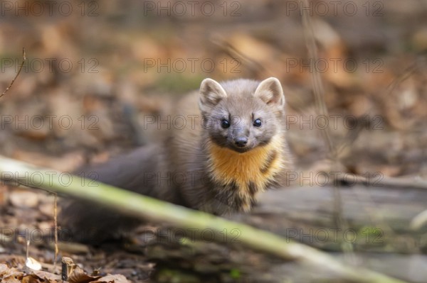 European pine marten (Martes martes) in a forest in autumn, Bavaria, Germany