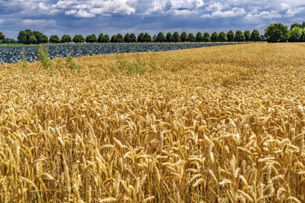 Agriculture, fields, wheat on the right, cabbage cultivation on the left, red cabbage, near Kempen on the Lower Rhine, North Rhine-Westphalia, Germany