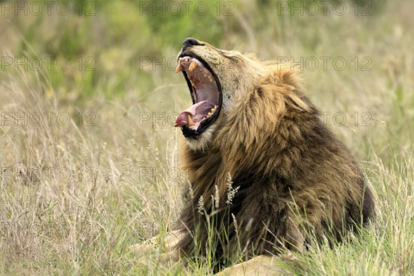 Lion (Panthera leo), male, portrait, yawning, Kruger, Kruger National Park, South Africa
