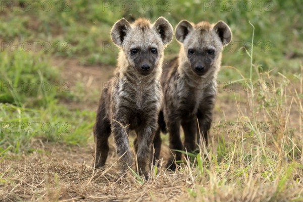 Spotted hyena (Crocuta crocuta), spotted hyena, cubs, two, siblings, alert, curious, together, Kruger, Kruger National Park, South Africa