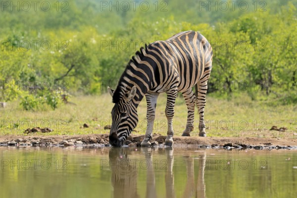 Burchell's zebra (Equus quagga burchelli), Burchell's zebra, adult, at the water, waterhole, drinking, Kruger, Kruger National Park, South Africa