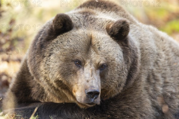 Eurasian Brown Bear (Ursus arctos arctos) lying in a forest, portrait, Bavaria, Germany