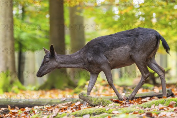 European fallow deer (dama dama) doe walking in a forest on a foggy day in autumn, Bavaria, Germany