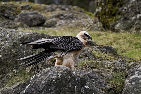 Bearded vulture or lammergeier (Gypaetus barbatus), standing on rock, captive, Canton Schwyz, Switzerland