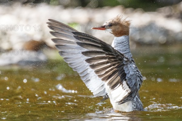 Common merganser (mergus merganser), Female flapping wings, La Mauricie national park. Province of Quebec, Canada