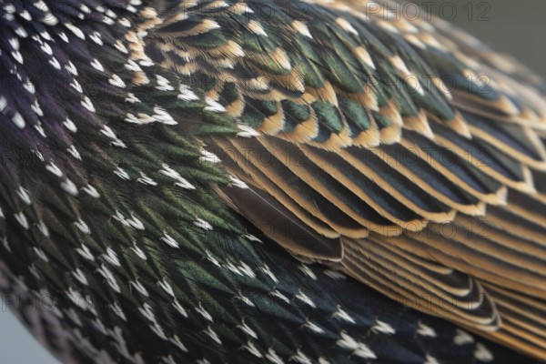 European starling (Sturnus vulgaris) adult bird close up of its wing feathers, England, United Kingdom