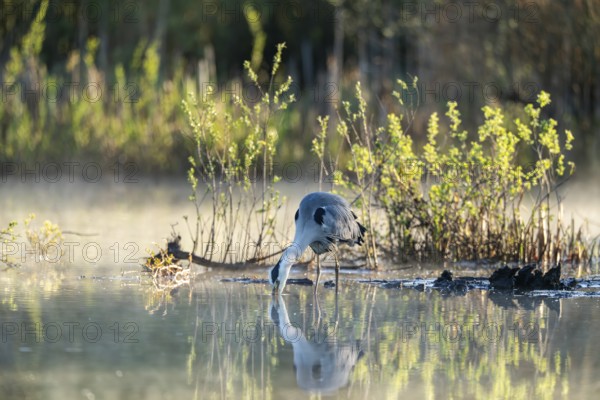 Grey heron (Ardea cinerea), Vulkaneifel, Rhineland-Palatinate, Germany
