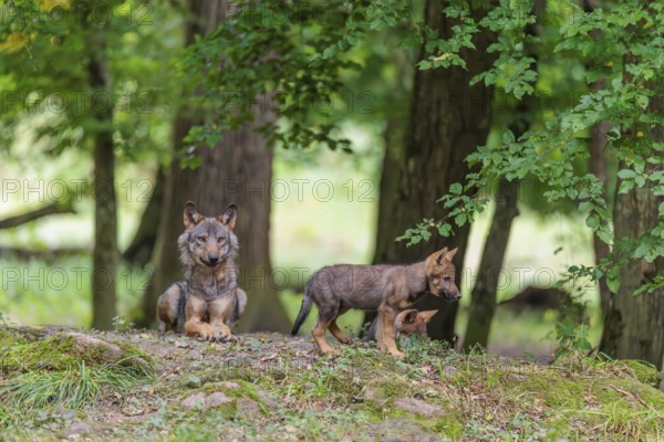 An adult wolf and two gray wolf pups (Canis lupus lupus) rest on a small hill in the deep shade of the forest
