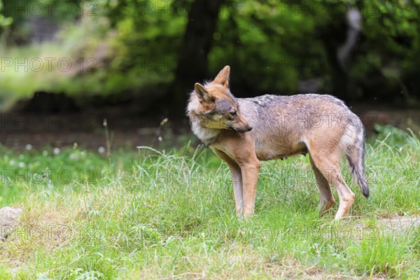 A female gray wolf (Canis lupus lupus) stands on the edge of the forest on a cloudy day catching flies from its shoulder