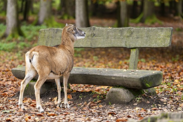 European mouflon (Ovis aries musimon) sheep (female) standing in a forest in front of a bench in autumn, Bavaria, Germany