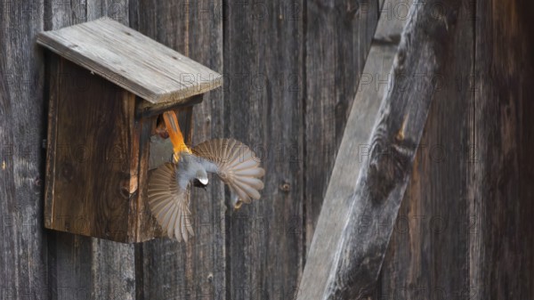 A redstart (Phoenicurus phoenicurus) male takes off from the entrance of a birdhouse, animal photo, bird, bird species, nature photo, wildlife, fauna, Morter, Latsch, Italy