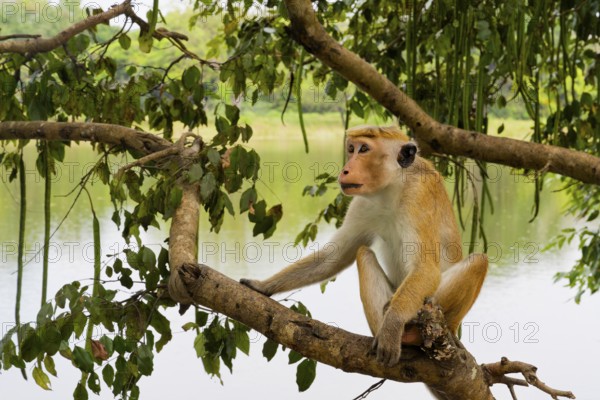 Toque Monkey (Macaca sinica) perched on a branch in front of a lake, Sri Lanka