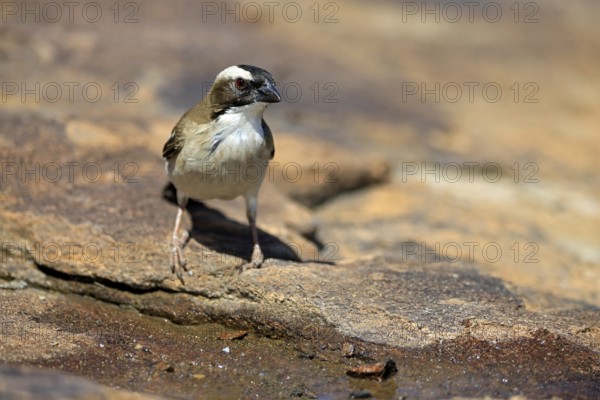 White-browed Weaver (Plocepasser mahali), adult male, on the ground, alert, Mountain Zebra National Park, Eastern Cape, South Africa