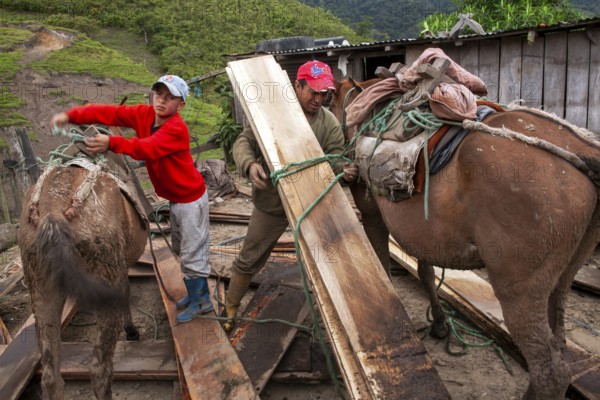 Draft horses and man, Man unloading a draft horse loaded with planks, Imbabura province, Ecuador, South America