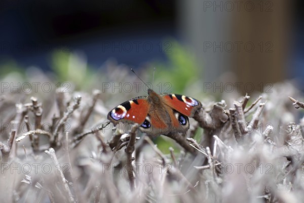 Peacock butterfly (Aglais io), colourful, spread wings, The butterfly is sitting on dried branches. It has opened its colourful wings