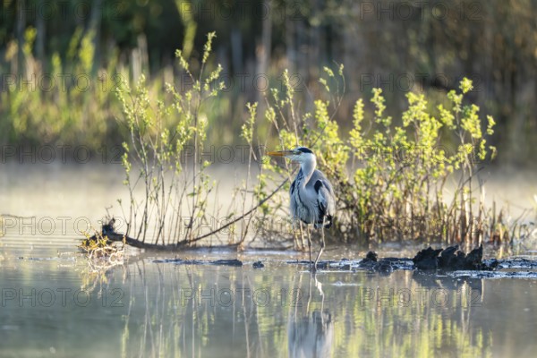 Grey heron (Ardea cinerea), Vulkaneifel, Rhineland-Palatinate, Germany