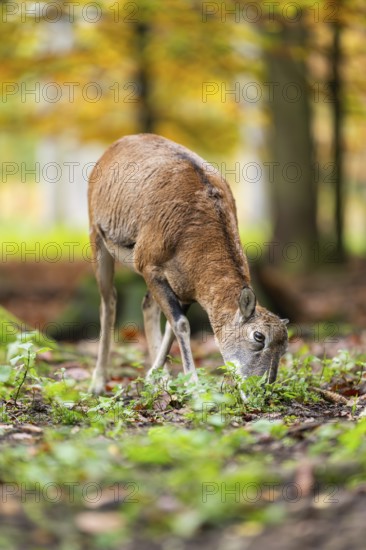European mouflon (Ovis aries musimon) sheep (female) standing in a forest in autumn, Bavaria, Germany