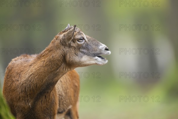 European mouflon (Ovis aries musimon) sheep (female) standing in a forest in autumn, portrait, Bavaria, Germany