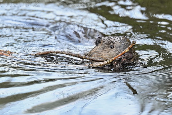 Eurasian beaver, European beaver (Castor fibre), swimming in a stream with a branch in its mouth, Canton Zug, Switzerland