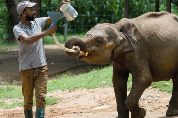 Orphaned Baby elephant being fed with milk by a caretaker, Pinnawala Elephant Orphanage, Kataragama, Sri Lanka