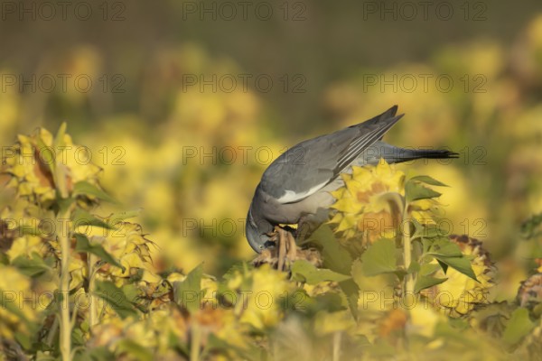 Wood pigeon (Columba palumbus) adult bird feeding on sunflower seedheads, England, United Kingdom