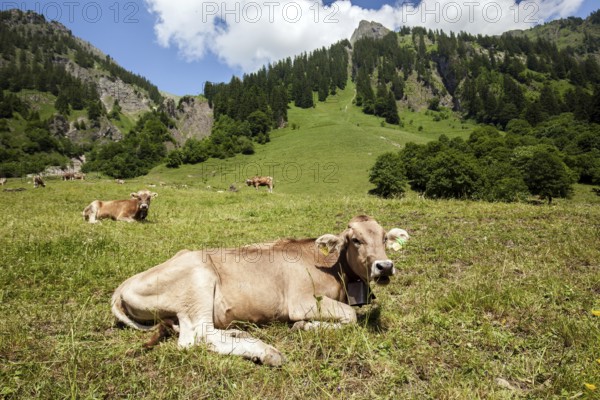 Cattle on the hiking trail in Dietersbachtal between Gerstruben and Dietersbachalpe, near Oberstdorf, Allgäu Alps, Oberallgäu, Allgäu, Bavaria, Germany