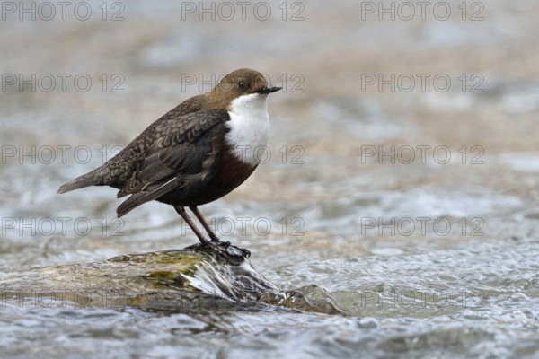 Remarkable bird... White-throated Dipper (Cinclus cinclus) sitting, standing on a stone in the clear water of a fast flowing small river, a torrent, typical habitat, wildlife, native nature, Sauerland, North Rhine-Westphalia, Germany, Western Europe