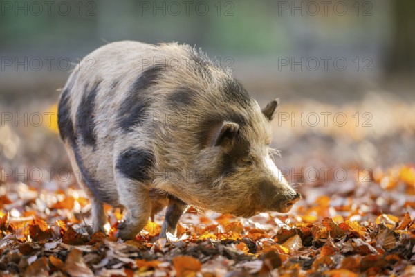 Vietnamese Pot-bellied pig in autumn, Bavaria, Germany