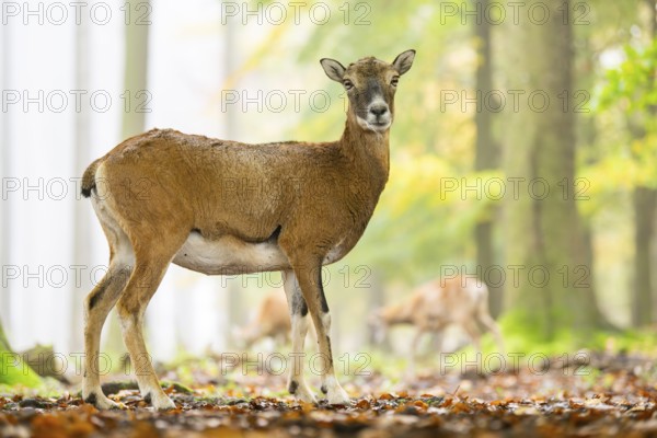 European mouflon (Ovis aries musimon) sheep (female) standing in a forest in autumn, Bavaria, Germany