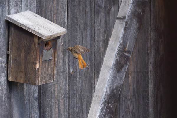 A male common redstart (Phoenicurus phoenicurus) landing on a birdhouse, animal photo, bird, bird species, nature photo, wildlife, fauna, Morter, Latsch, Italy