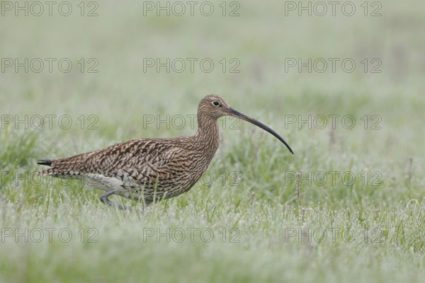 In wet and damp meadows... Eurasian curlew (Numenius arquata), characteristic meadow limnicole, native wading bird, breeds both on the coast and inland on wet meadows and in moors, highly endangered due to habitat loss, native nature, Lower Rhine, North Rhine-Westphalia, Germany, Western Europe