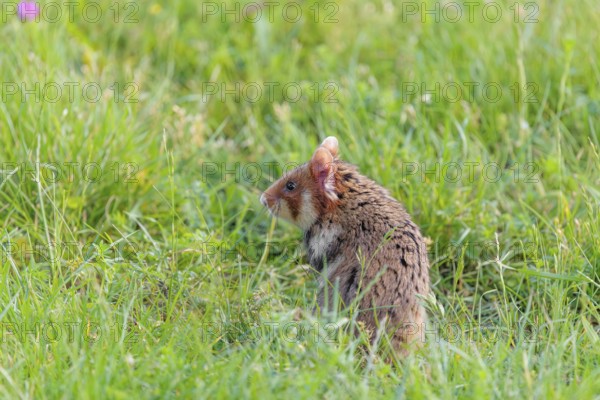 A European hamster (Cricetus cricetus) sits in a green meadow on a cloudy day
