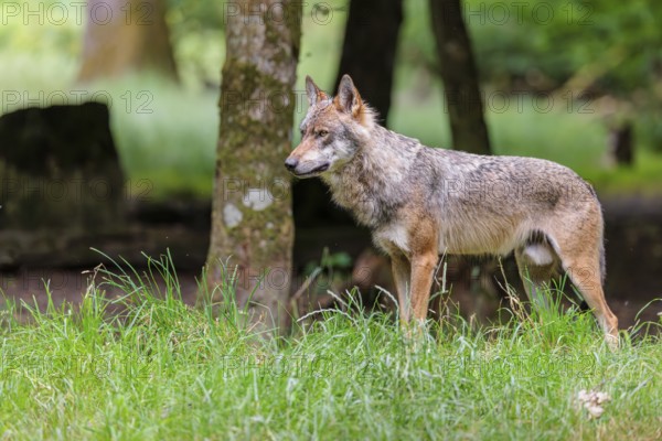 A male gray wolf (Canis lupus lupus) stands at the edge of the forest on a cloudy day
