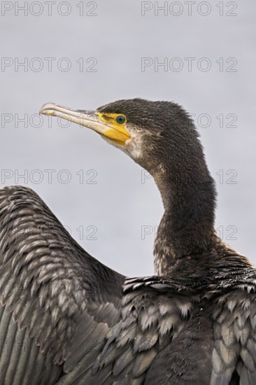 Cormorant (Phalacrocorax carbo), Switzerland