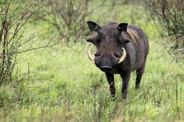 Warthog (Phacochoerus africanus), adult, male, foraging, alert, Kruger, Kruger National Park, South Africa