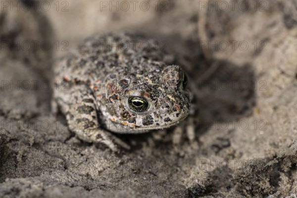 Natterjack toad (Epidalea calamita), Emsland, Lower Saxony, Germany