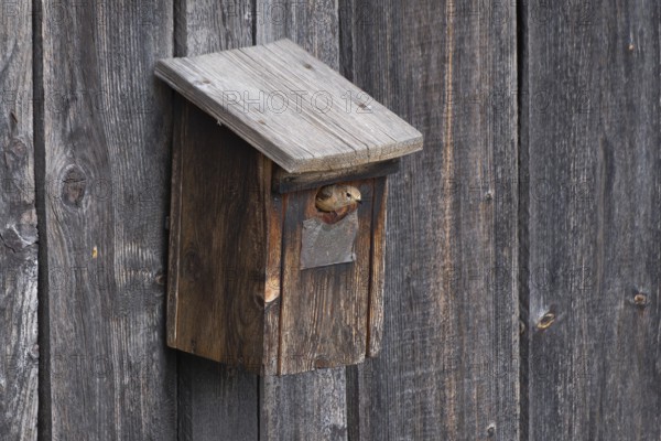 A redstart (Phoenicurus phoenicurus) female sitting in the entrance of a birdhouse, animal photo, bird, bird species, nature photo, wildlife, fauna, Morter, Latsch, Italy