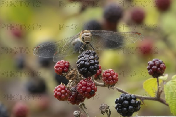 Common darter dragonfly (Sympetrum striolatum) adult insect resting on blackberries fruit in summer, England, United Kingdom
