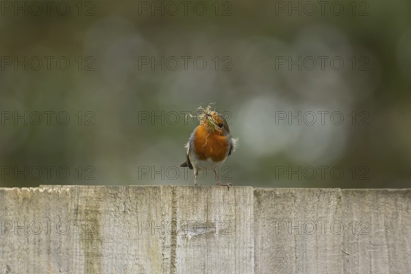 European robin (Erithacus rubecula) adult bird on an urban garden fence with nesting material in its beak in springtime, England, United Kingdom