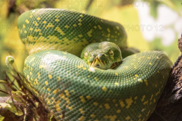 Green tree python (Morelia viridis), Germany
