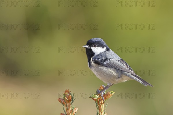 Fir tit (Parus ater), sitting on the top of a young spruce, European spruce (Picea abies), Wilnsdorf, North Rhine-Westphalia, Germany