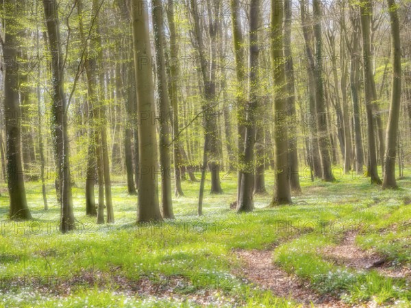 Dreamlike beech forest with wood anemone (Anemone nemorosa), Mecklenburg-Vorpommern, Germany