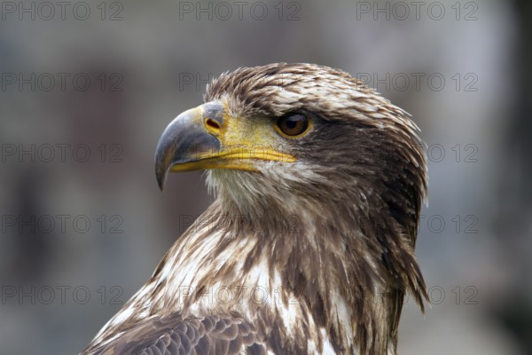 Black chested buzzard, Geranoaetus melanoleucus, Immature female perched on a tree, Close-up, Imbabura province, Ecuador, South America